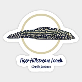 Tiger Hillstream Loach Sticker